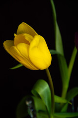 Spring flowers on a dark background.
