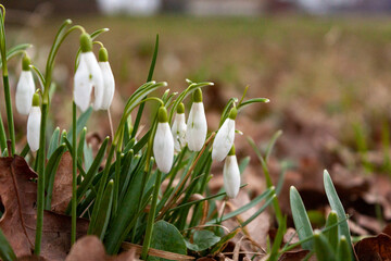 White spring snowdrop flowers in the city with blurred background