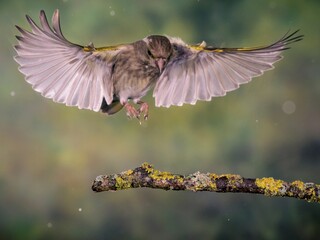 VERDERON  CHLORIS CHLORIS VOLANDO © pablosdoc