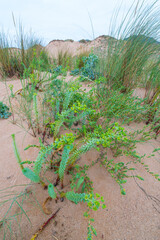LECHETREZNA MARINA o TARTAGO MARINO - SEA SPURGE (Euphorbia paralias), Valdearenas beach, Dunas de...