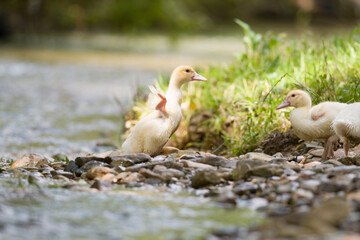 duckling swimming