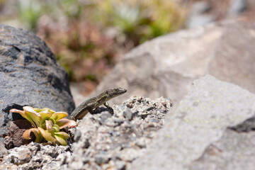 The Madeiran wall lizard (Teira dugesii) is an endemic species of the Madeira Archipelago, Portugal