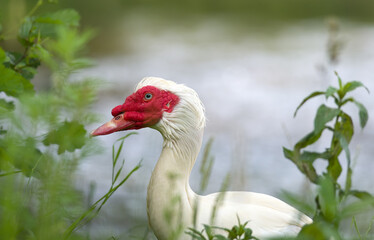 muscovy duck