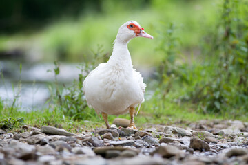 muscovy duck
