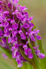 Closeup of beautiful early marsh-orchid, Dactylorhiza incarnata blooming in purple flowers