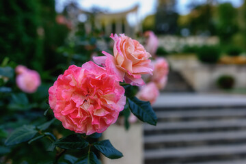 pink roses in a garden