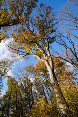 Fototapeta premium Herbstwald