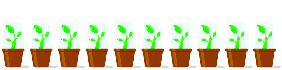 Vector graphics-banner a smooth row of small green sprouts in brown pots covered with a greenhouse hood on top. Concept-germination of seedlings in spring