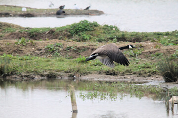 A view of aCanada Goose