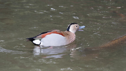 (Callonetta leucophrys) Rotschulterente  mit wunderschön gefärbtes Gefieder