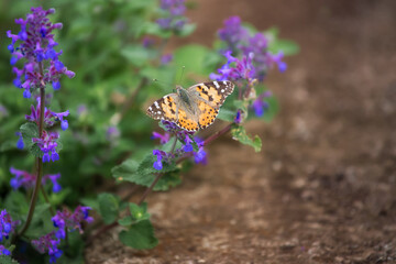 Butterfly Vanessa cardui sits on a blue flower. Spring background. Butterfly close-up.