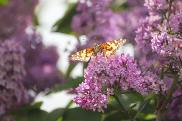 Butterfly Vanessa cardui sits on a lilac tree. Spring purple background. Butterfly close-up. Lilac blooms in spring.
