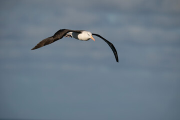 The black-browed albatross (Thalassarche melanophris)