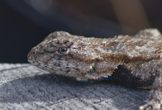 eastern fence lizard (Sceloporus undulatus) close up of face and head, spiny scales, blue under neck and belly, eye detail, 