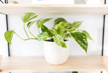 Epipremnum marble queen in a pot close up