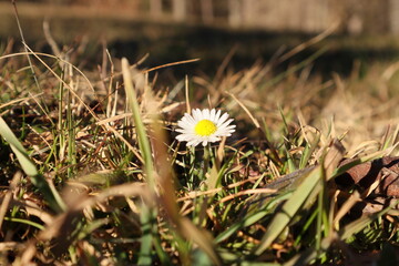 G&auml;nsebl&uuml;mchen im Gras