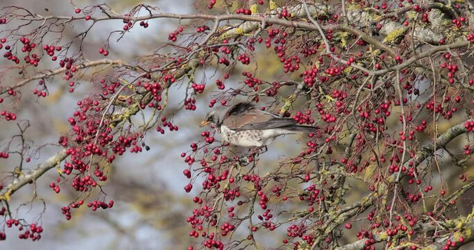 grive litorne (Turdus pilaris) mangeant des baies rouges
