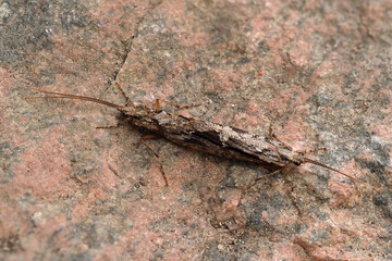 Zwei Köcherfliegen bei der Paarung, gut getarnt auf einem Stein, Trichoptera