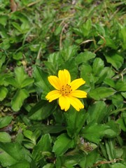 the bright yellow sunflowers that bloomed beautifully on the green grass field