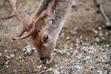 deer in the zoo