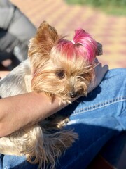 yorkshire terrier in the hands