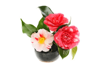 Camellia flower arrangement