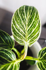 Philodendron birkin house plant in a pot