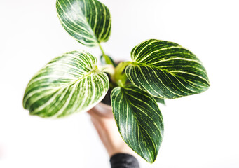 Philodendron birkin house plant in a pot