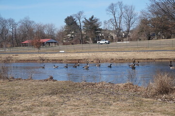 Geese Swimming on a Lake in Winter