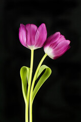 Two tulips against black