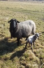 black and white sheep