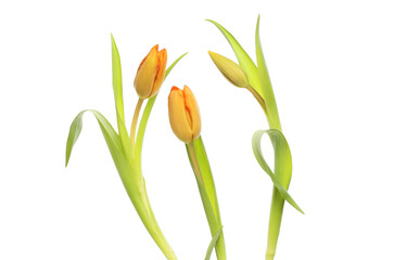 Obraz premium Three sculptural tulips
