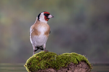 JILGUERO AVE CARDUELIS CARDUELIS POSADO EN PIEDRA CON MUSGO VERDE