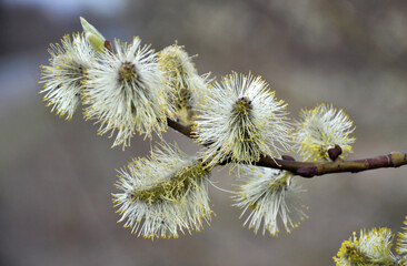 Flowering branch of willow (Salix caprea)