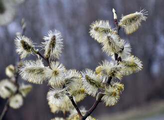 Fototapeta premium Flowering branch of willow (Salix caprea)