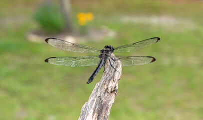 dragonfly on a branch with green background