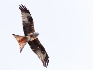 Soaring red kite pooing. Red kite bird soaring right above with wide open wings, eyes open and pooing at the same time, hilarious
