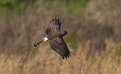 female adult northern harrier (Circus hudsonius) in flight over brown grass in meadow,  back feather detail showing white tail band, head slightly turned