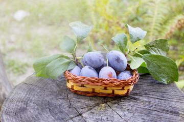 Plum in the rays of the sun, ripe plum in a wicker basket on a wooden background. Harvest concept