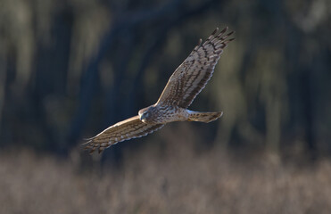 female northern harrier (Circus hudsonius) flying low over brown grass meadow, looking down for prey, wings extended,  perfect evening yellow light, facial and feather detail