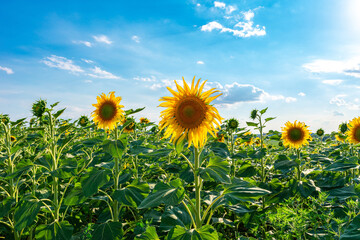 Sunflower field against blue sky on a sunny day