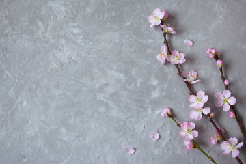 Pink flowering branches of fruit, sakura on a gray background of old plaster, space for text.