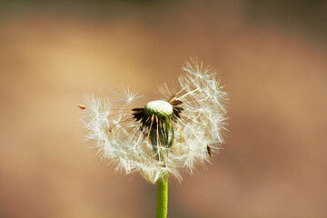 Dandelion with seeds close up