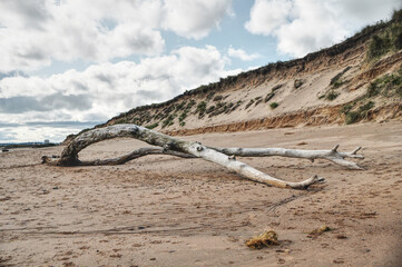 Obraz premium branch, log, washed up by the sea, on the beach