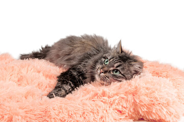 fluffy cat lying in orange artificial fur on a white background