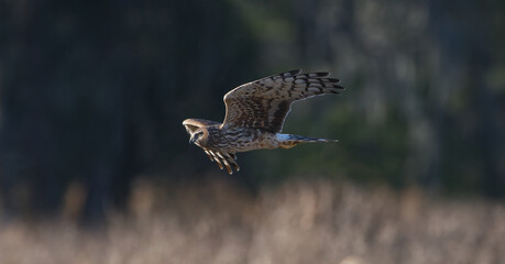 female northern harrier ( Circus hudsonius) in flight over field, evening yellow light, sun in eyes, bokeh background, owl like facial disc