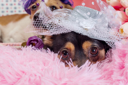 two dogs in hats with a veil on pink fur in decorative suitcase close-up
