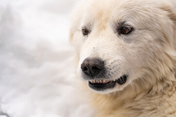 Obraz na płótnie Canvas White dog lies on white snow