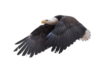 Fototapeta premium Eagle flying isolated at white