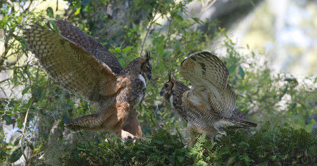 mating pair of adult great horned owls (Bubo virginianus) racing each other, flapping wings, in oak tree with resurrection fern (Pleopeltis polypodioides) - obrazy, fototapety, plakaty